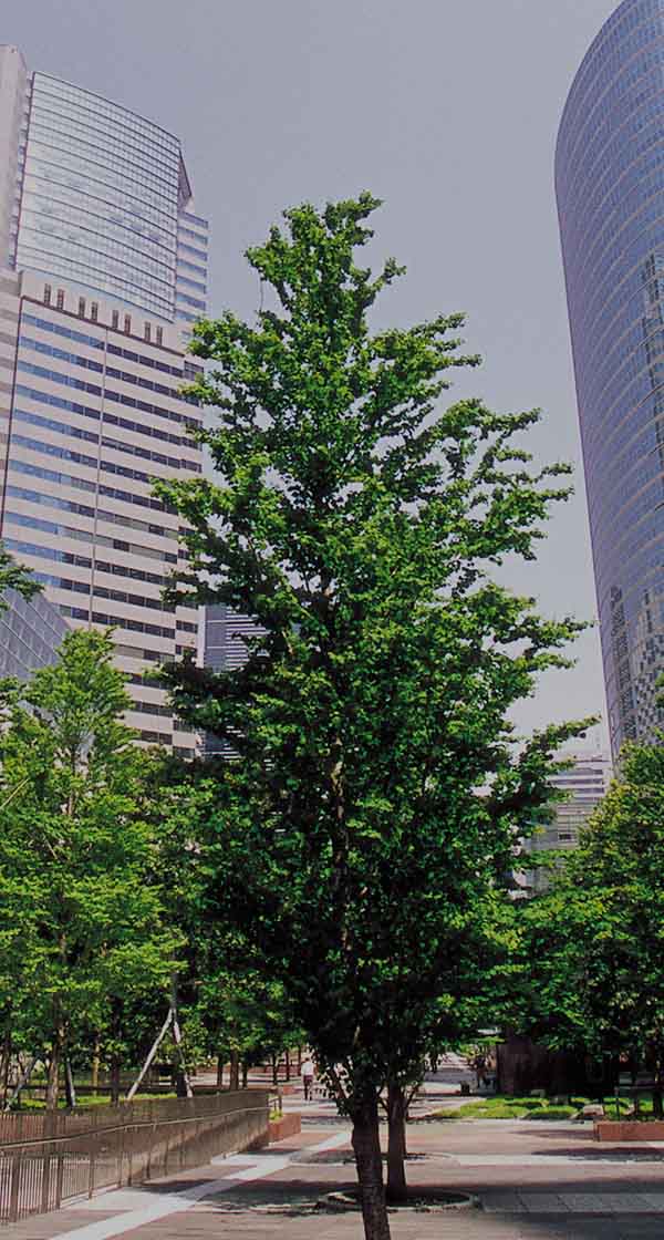 조경 경력직 채용